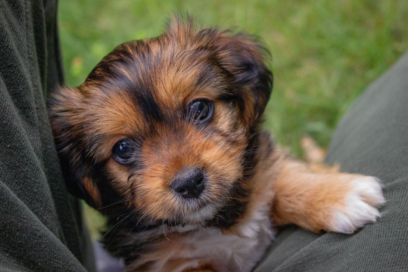 Canon EOS 600D (Rebel EOS T3i / EOS Kiss X5) sample photo. Dog, breed, puppy photography