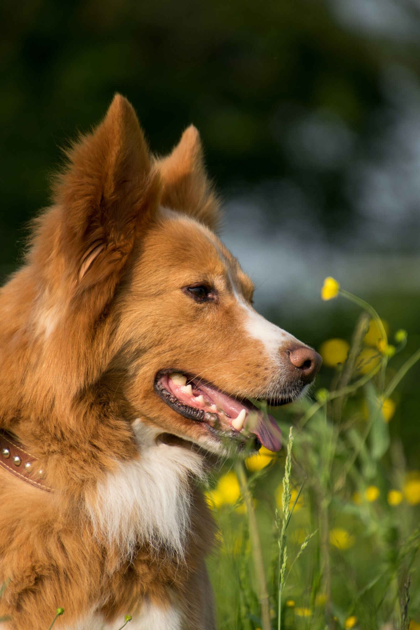 Nikon D3300 sample photo. Dog, portrait, meadow photography