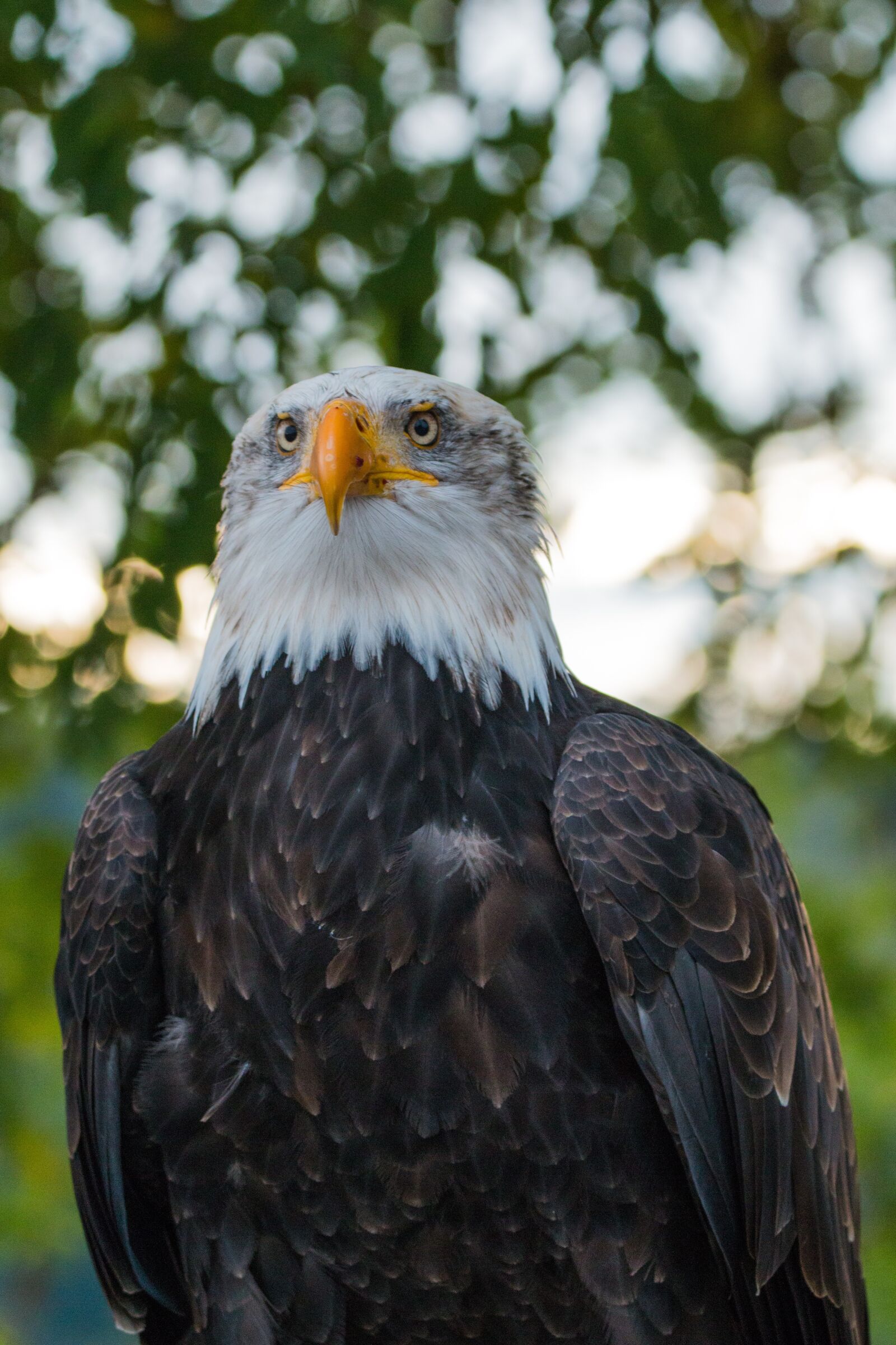 150-600mm F5-6.3 DG OS HSM | Contemporary 015 sample photo. Bald eagle, haliaeetus leucocephalus photography