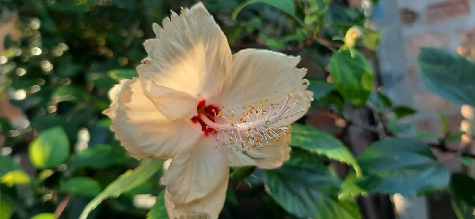 Samsung Galaxy A50 sample photo. Flower, white flowers, white photography