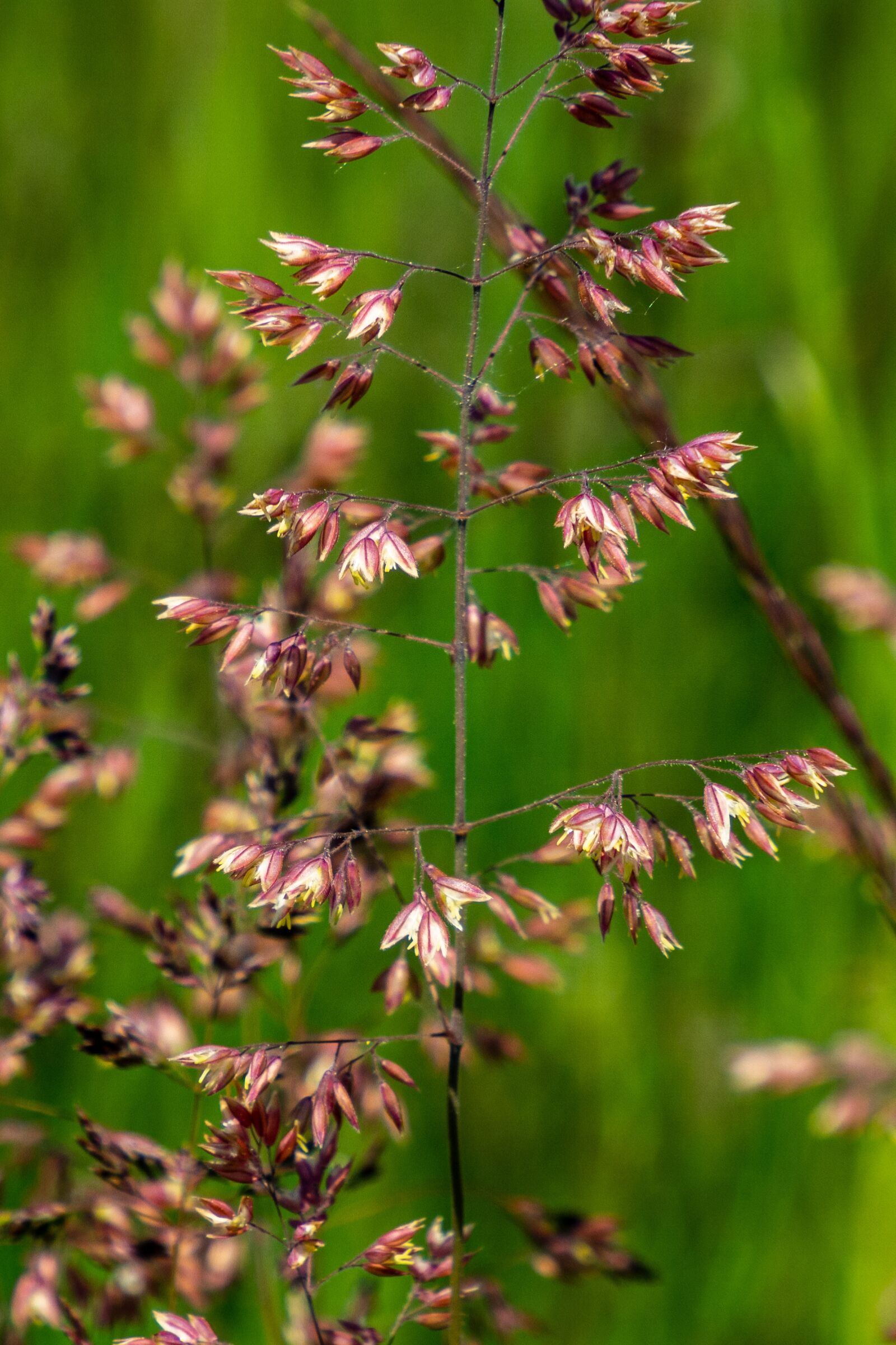 Olympus OM-D E-M10 III sample photo. Grass, petite, soft photography