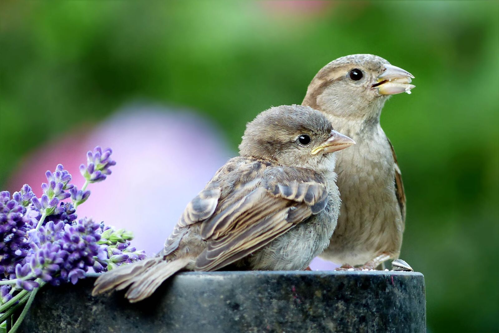 Panasonic Lumix DMC-FZ200 sample photo. Animal, bird, sparrow photography