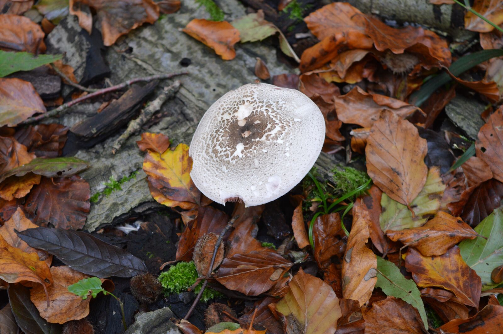 Nikon D3200 sample photo. Mushroom, fungi, fungus photography