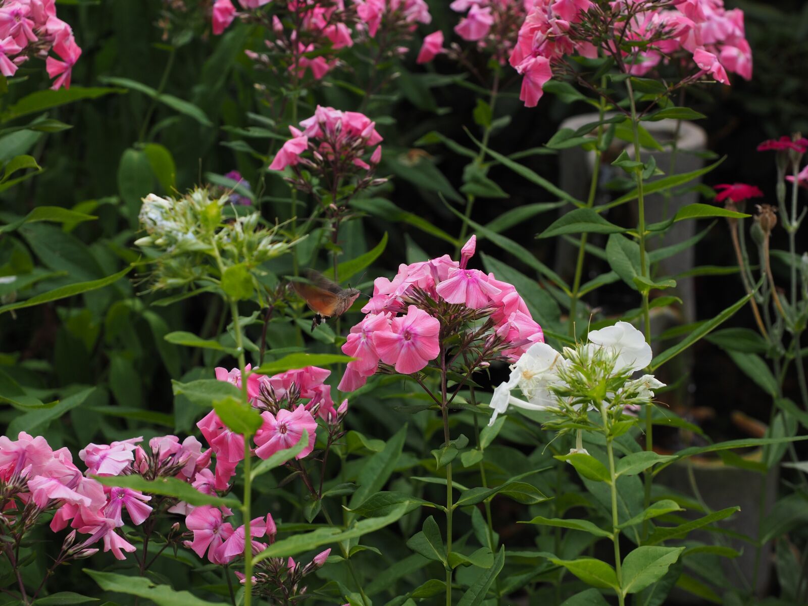 Olympus OM-D E-M1 + Olympus M.Zuiko Digital ED 12-40mm F2.8 Pro sample photo. Phlox, lock-up herb plants photography