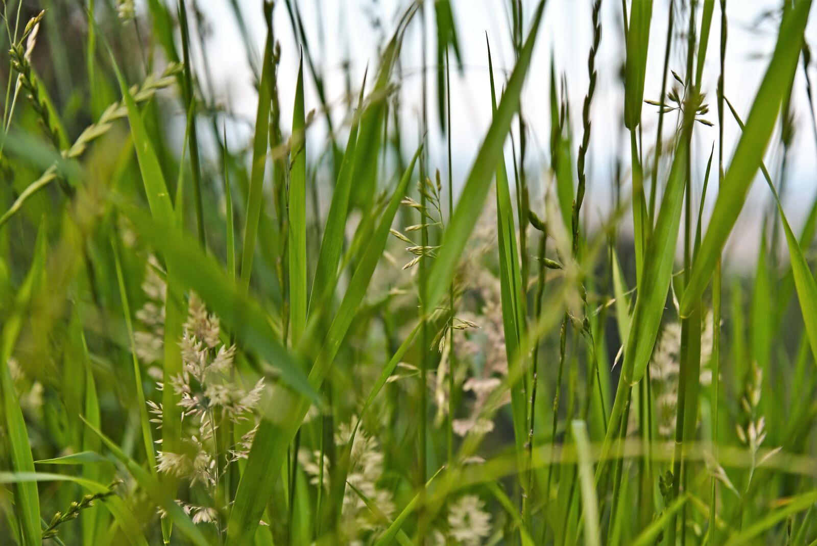 Nikon D750 sample photo. Meadow, grass, grasses photography