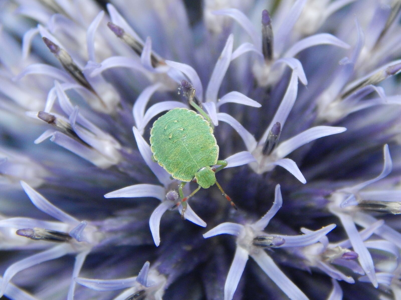 Nikon Coolpix L830 sample photo. Bug, insect, nature photography