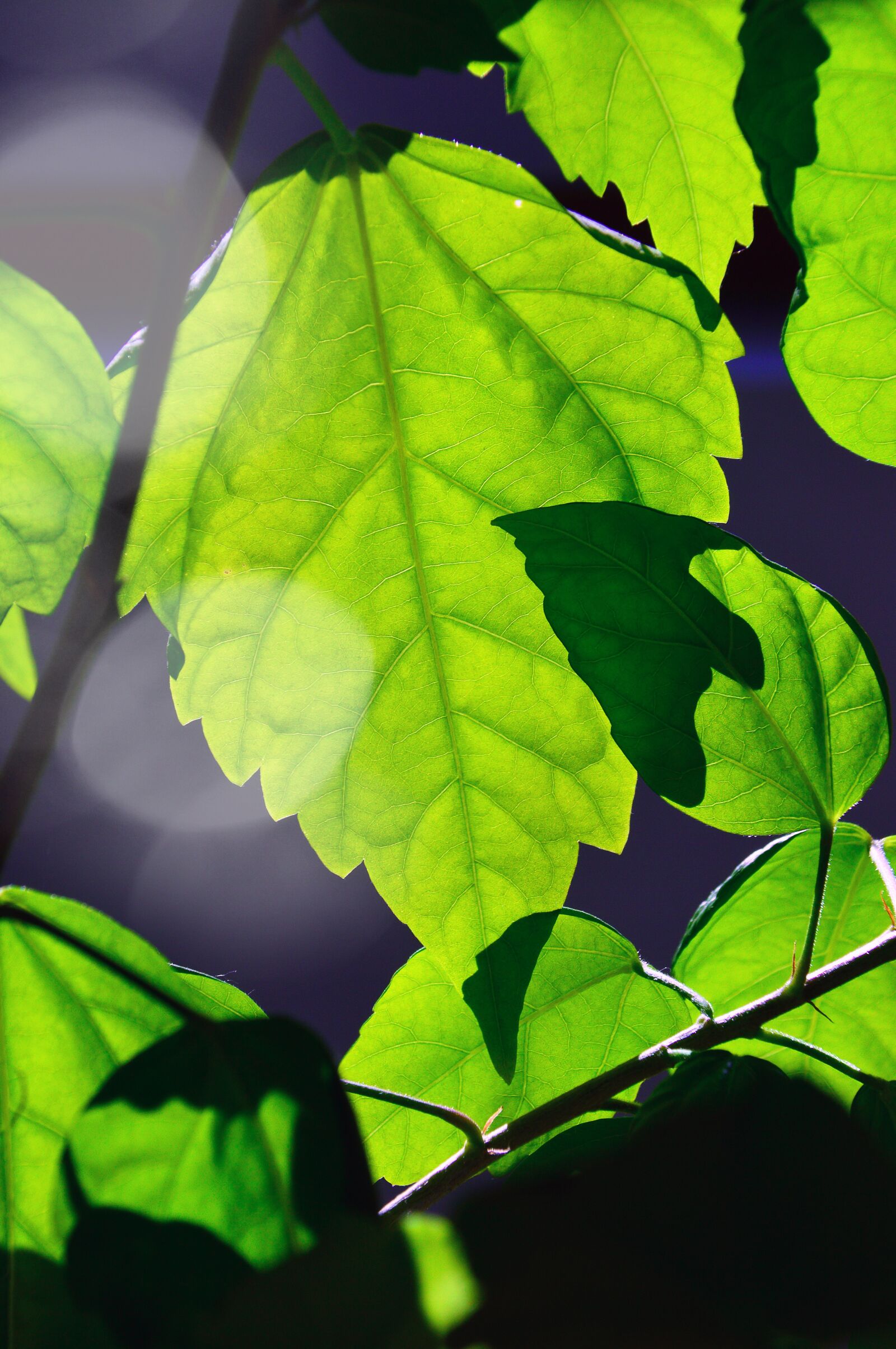 Nikon D3200 sample photo. Leaf plants, nature, plant photography