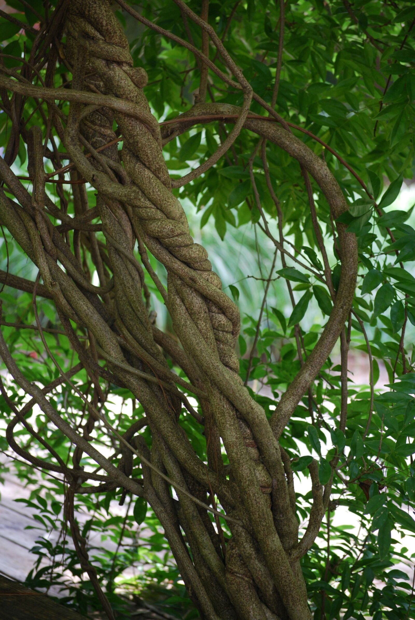 Nikon D40X sample photo. Entwined, braid, sculpture photography
