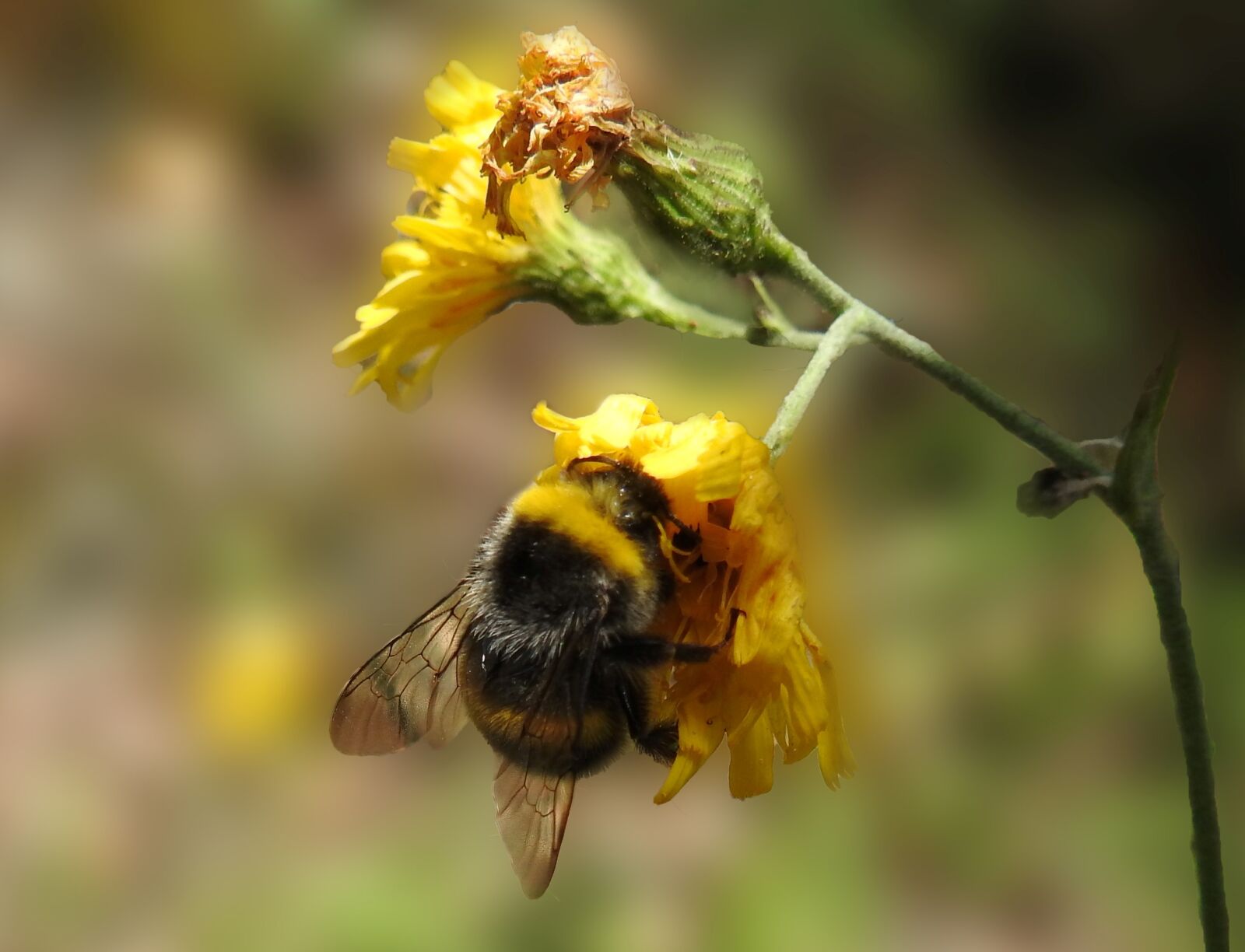 Nikon Coolpix P900 sample photo. Nature, hummel, insect photography