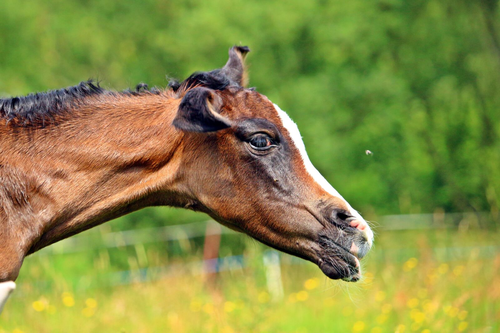 Canon EOS 100D (EOS Rebel SL1 / EOS Kiss X7) sample photo. Horse, suckling, foal photography