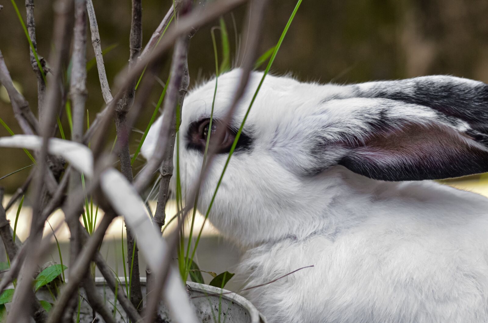 Nikon D5100 sample photo. Rabbit, white, black photography