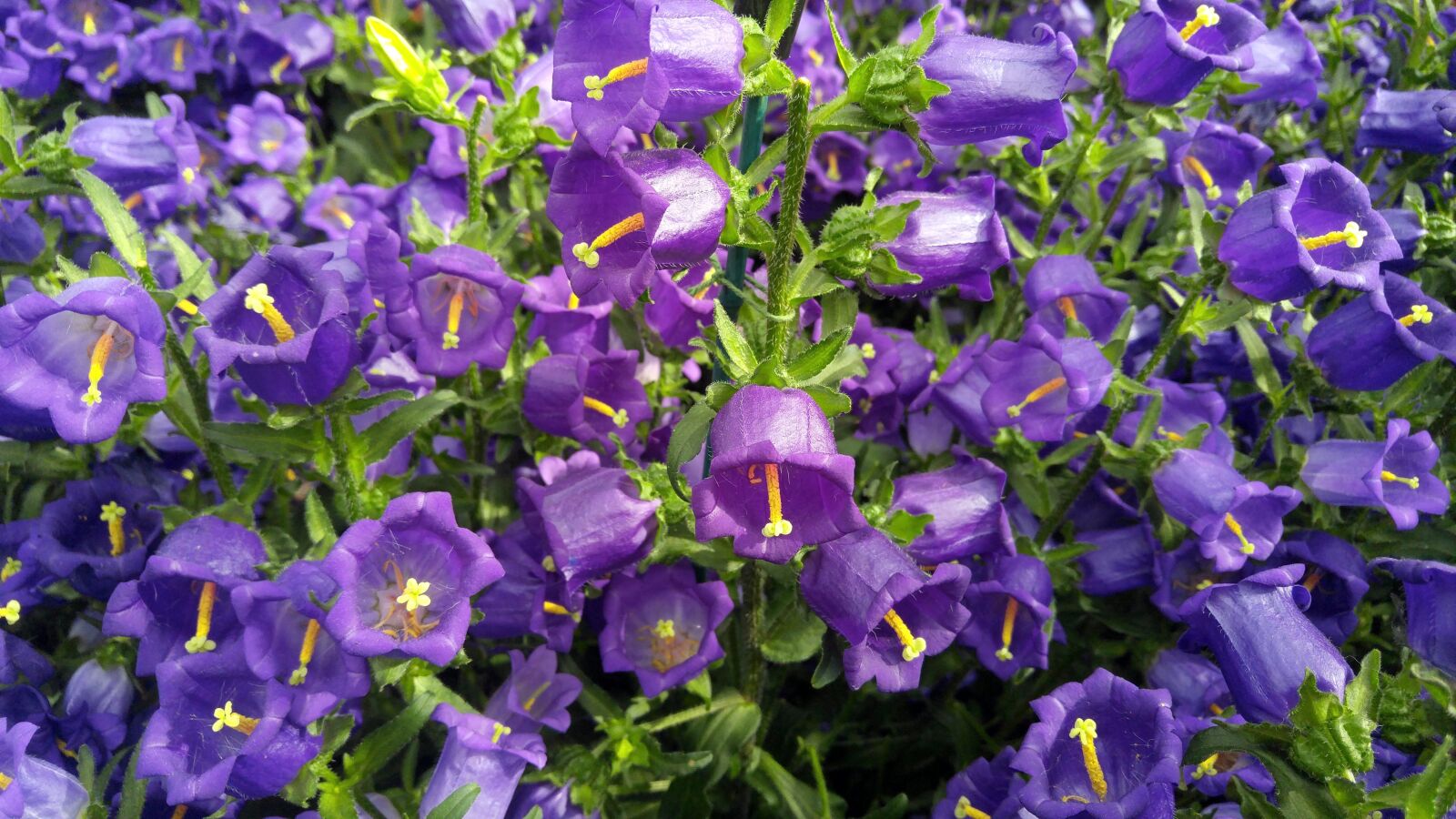 LG G4 sample photo. Flowers, bluebells, gardens photography