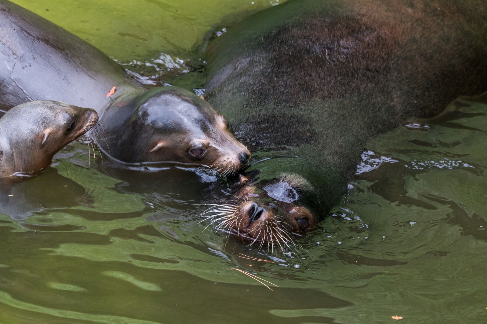 150-600mm F5-6.3 DG OS HSM | Contemporary 015 sample photo. California sea lion, sea photography