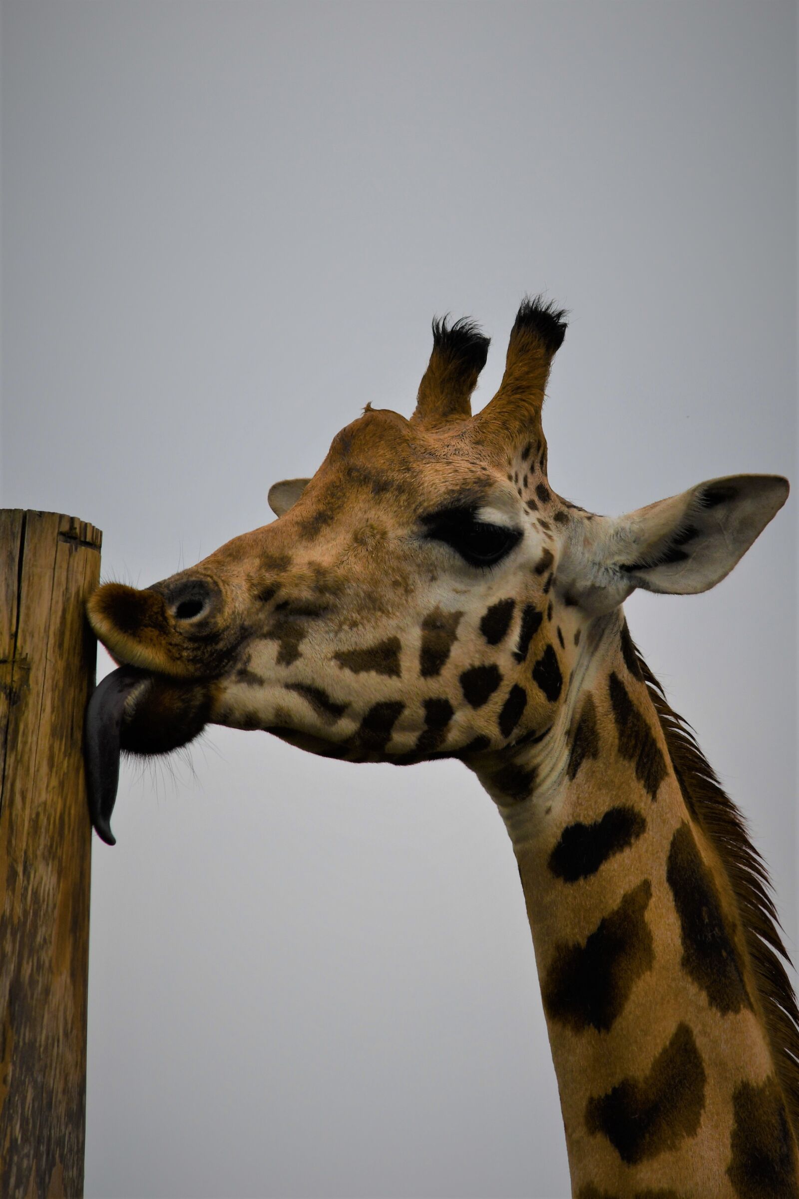 Nikon D7500 sample photo. Giraffe, zoo, emmen photography