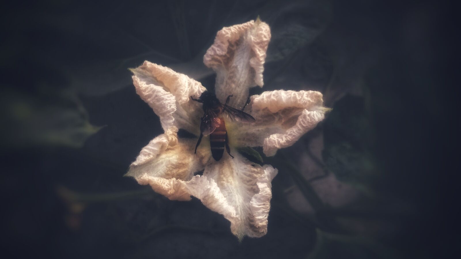 Xiaomi Redmi 4A sample photo. Beautiful, flowers, bee, blur photography