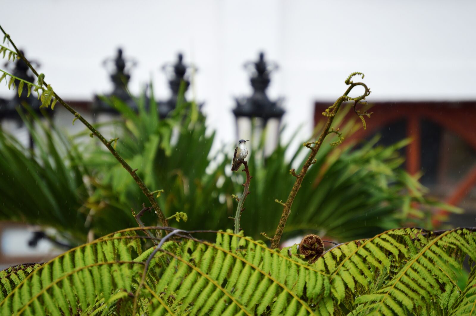 Nikon D3200 sample photo. Tree, lamp, metal photography