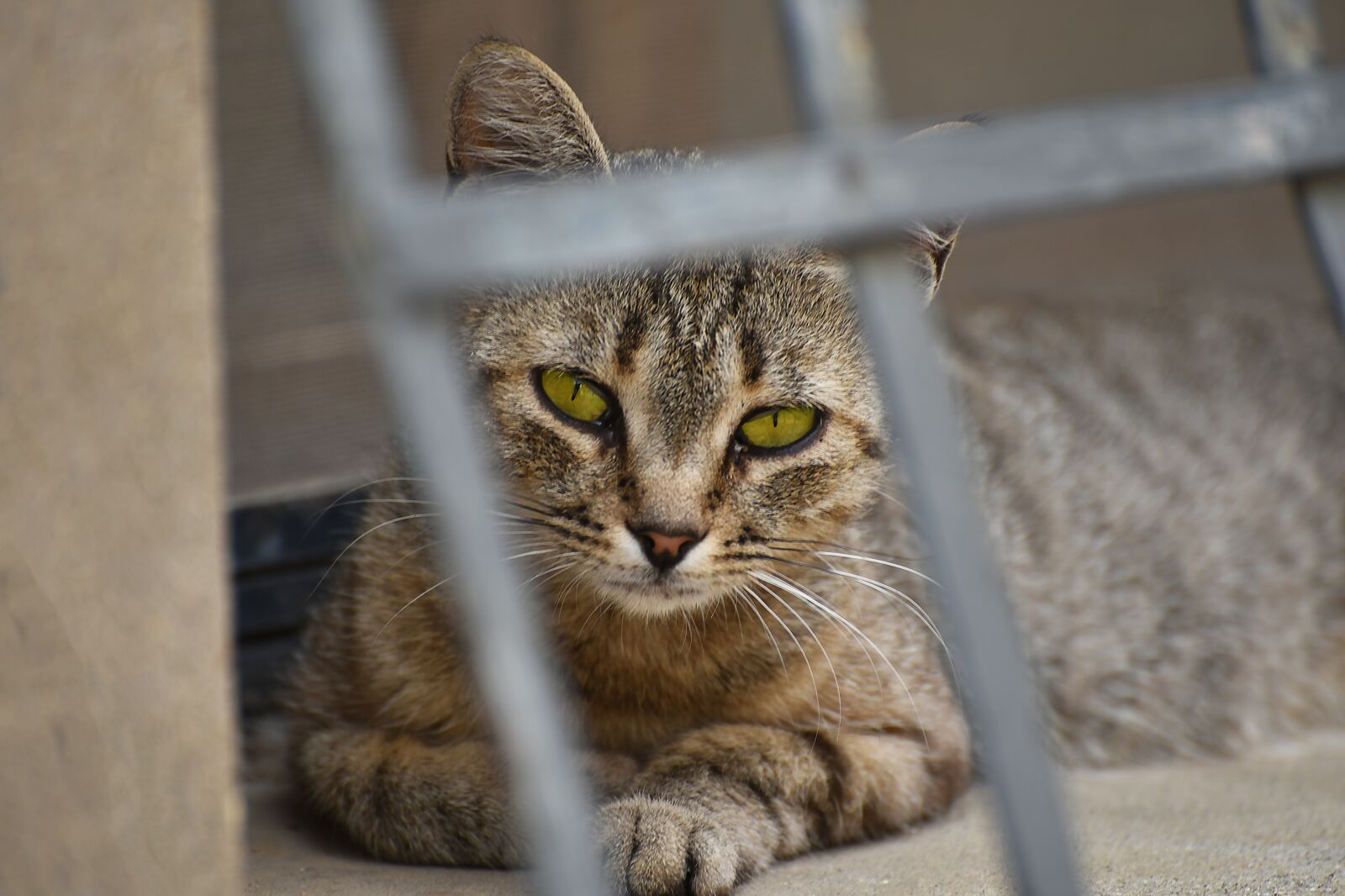 Nikon D750 sample photo. Cat, cute, portrait photography