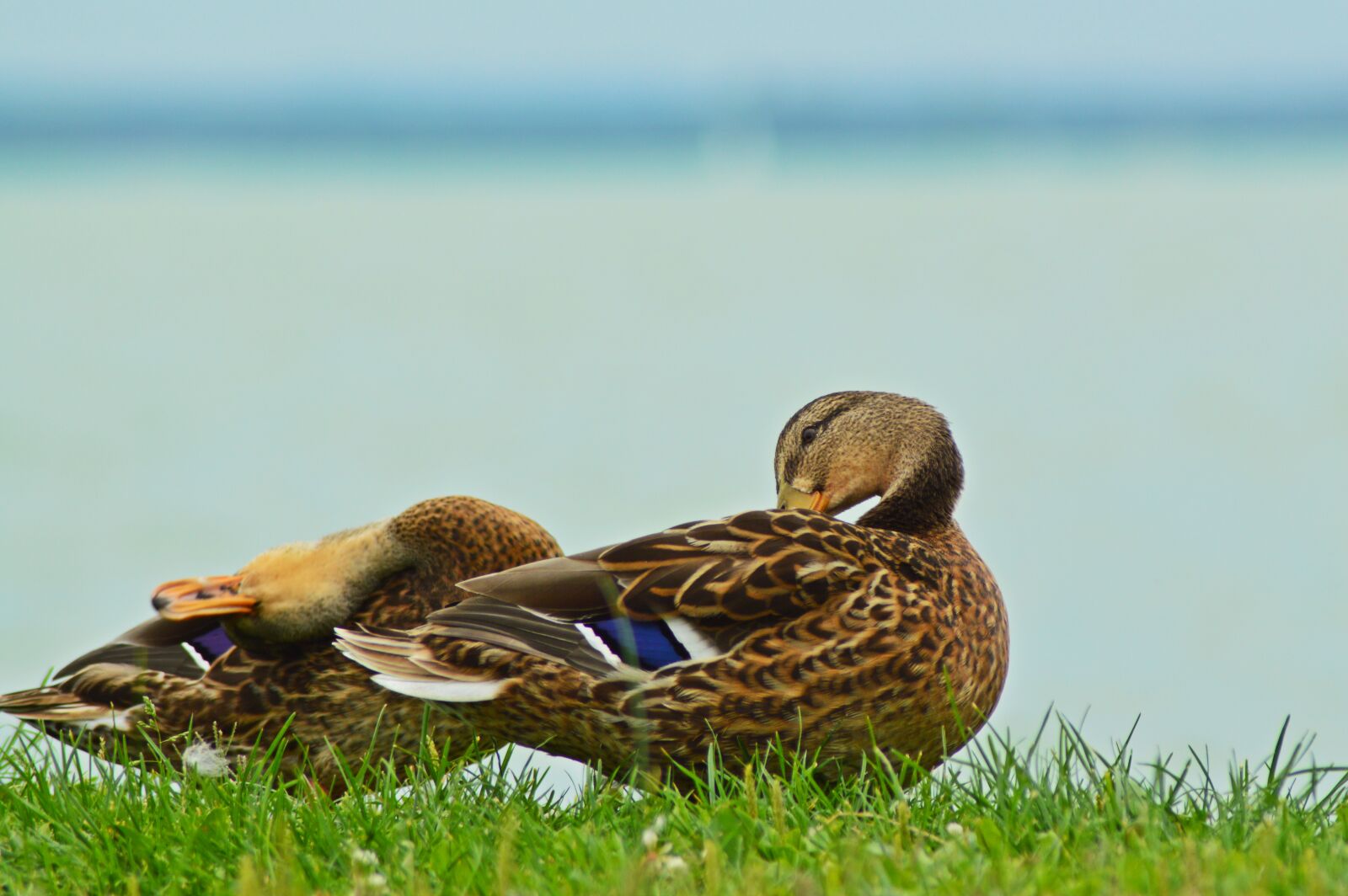 Nikon D3200 sample photo. Hungary, lake balaton, lake photography
