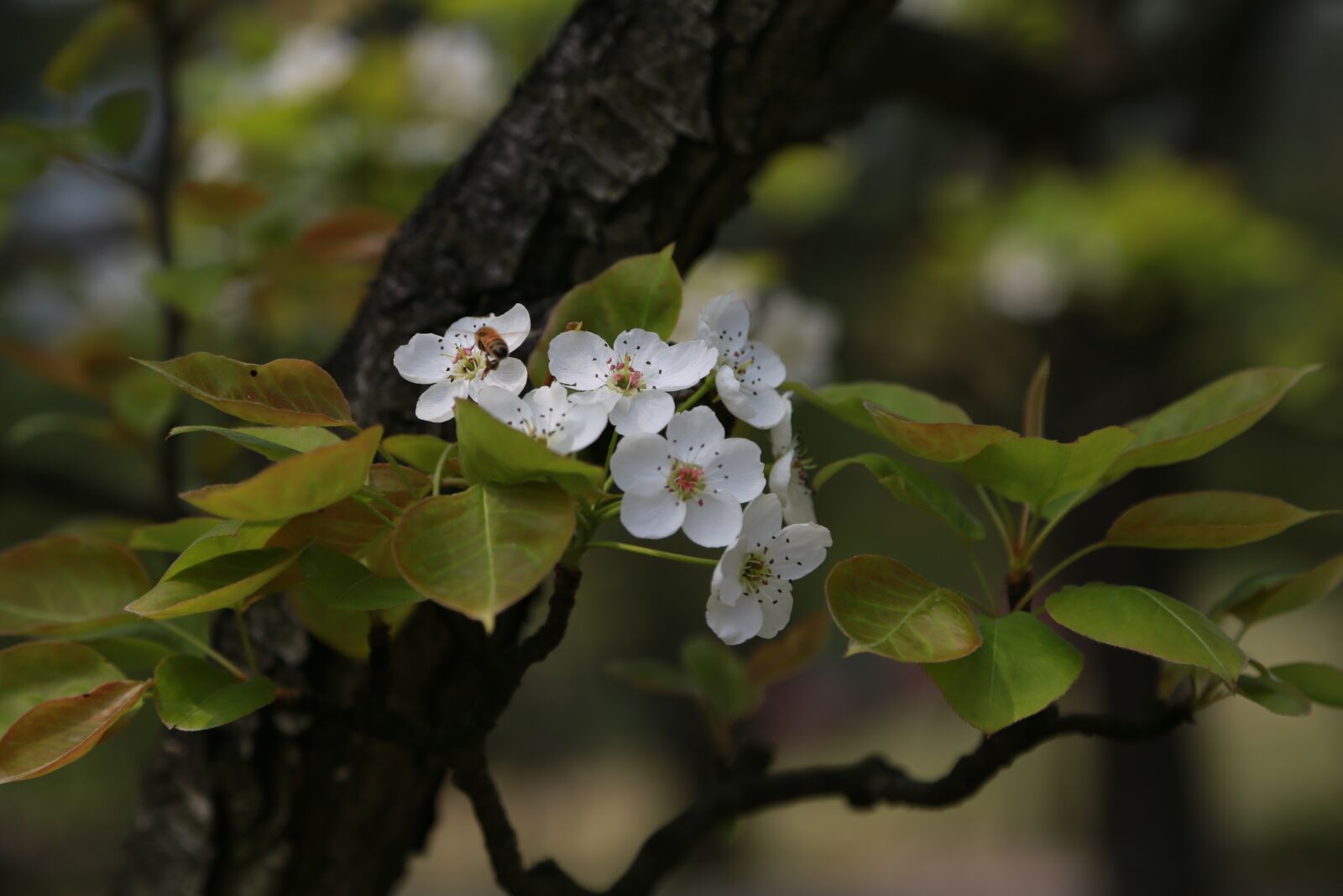 Canon EOS 6D + Canon EF 24-105mm F4L IS USM sample photo. Nature, leaf, plum photography