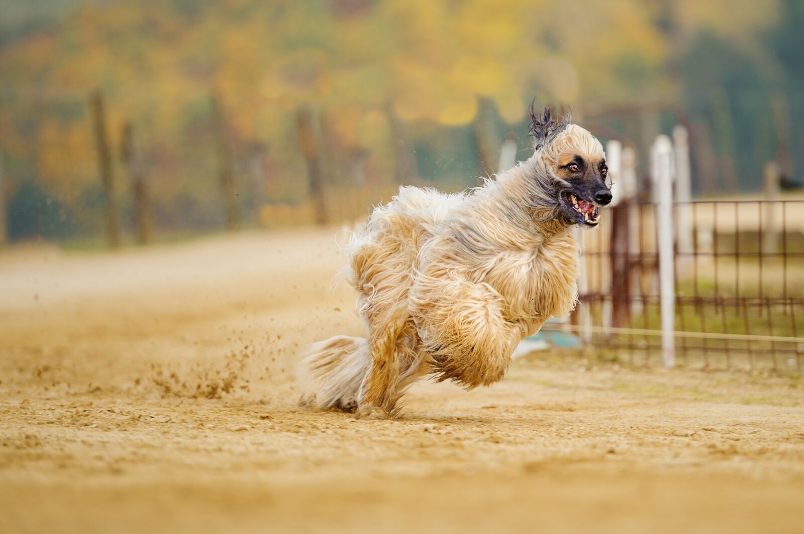 Tamron SP 70-200mm F2.8 Di VC USD sample photo. Afghan, greyhound, long coat photography