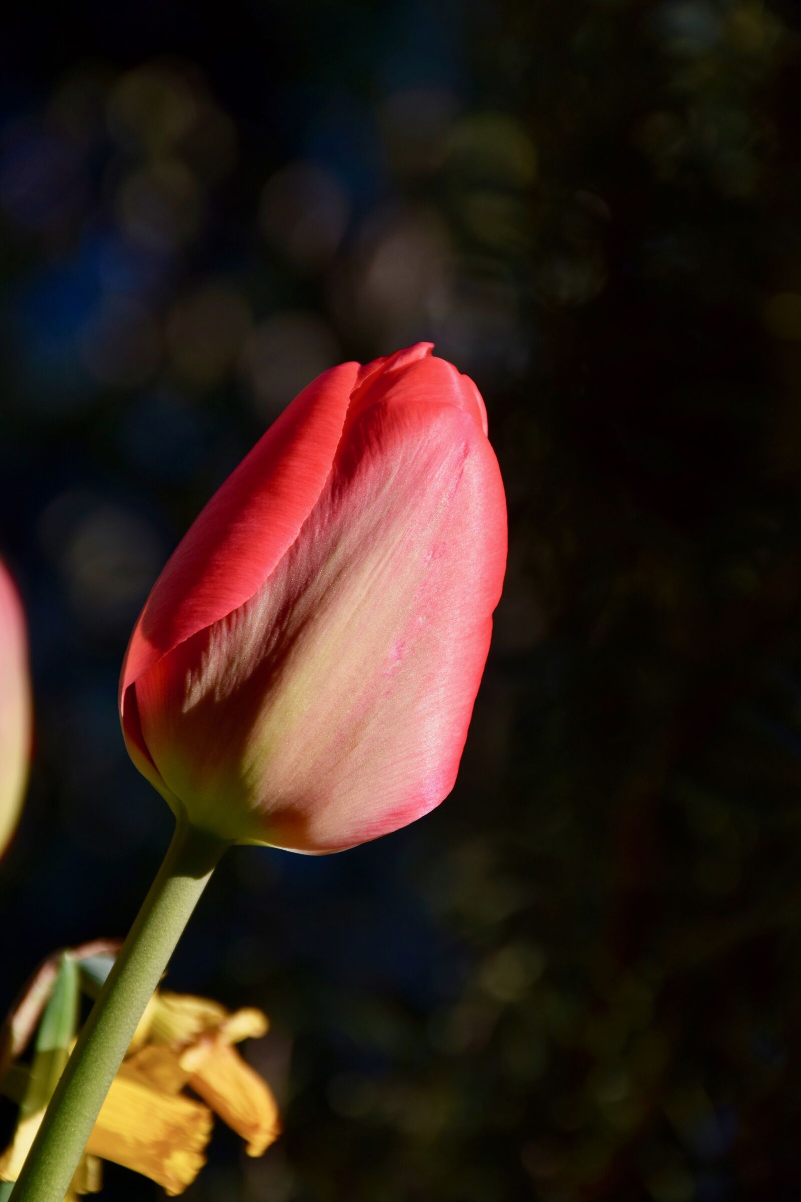 Nikon D5300 sample photo. Tulip, spring, flowers photography