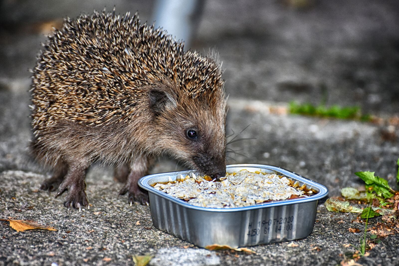 Nikon D7200 sample photo. Hedgehog child, young hedgehog photography
