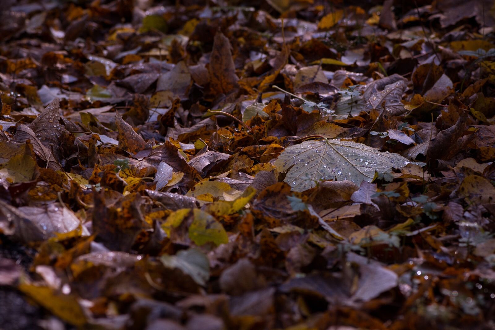 Nikon D7100 sample photo. Autumn, leaves, ground photography