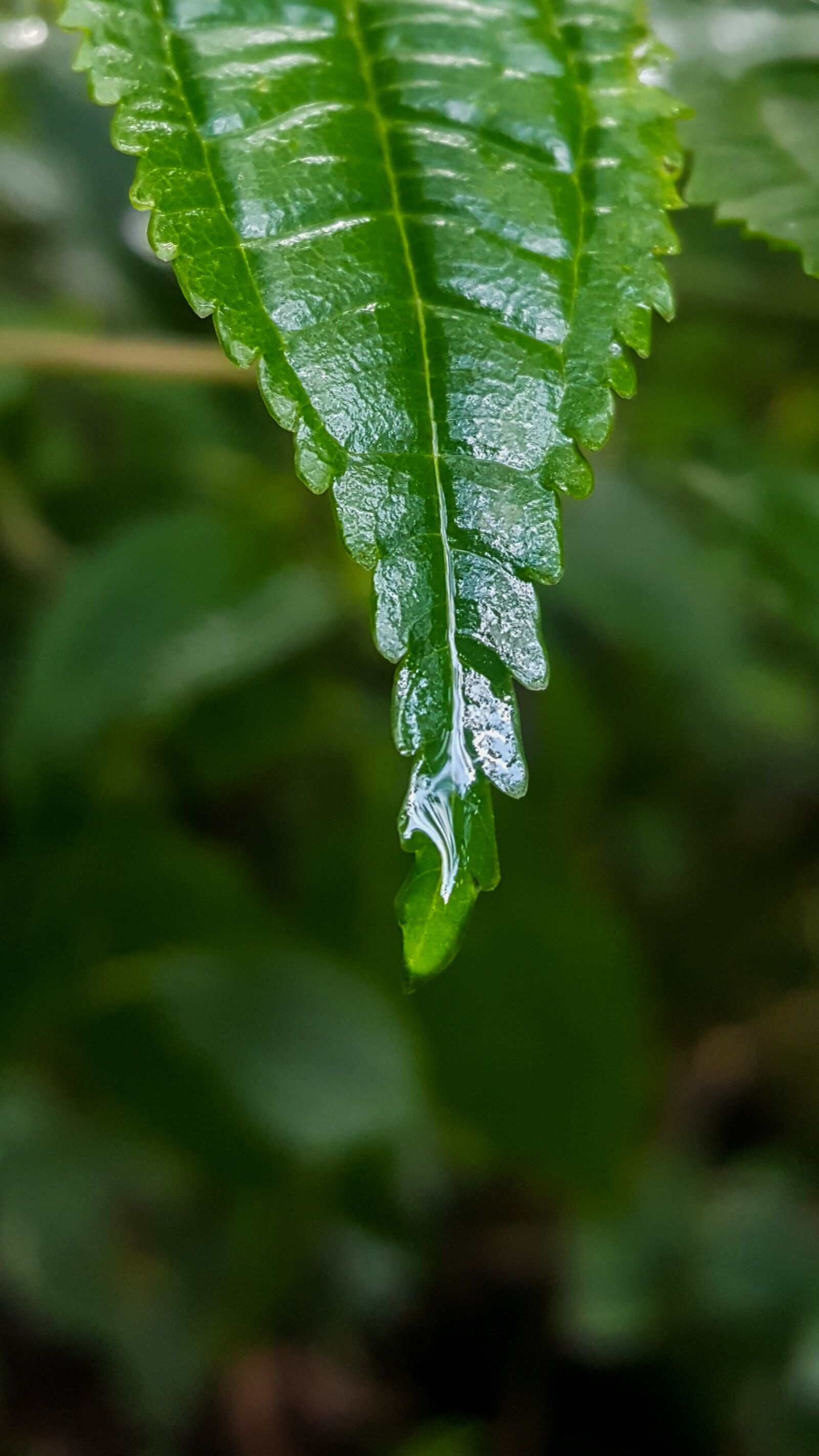 Samsung Galaxy S6 sample photo. Leaf, nature, plant photography
