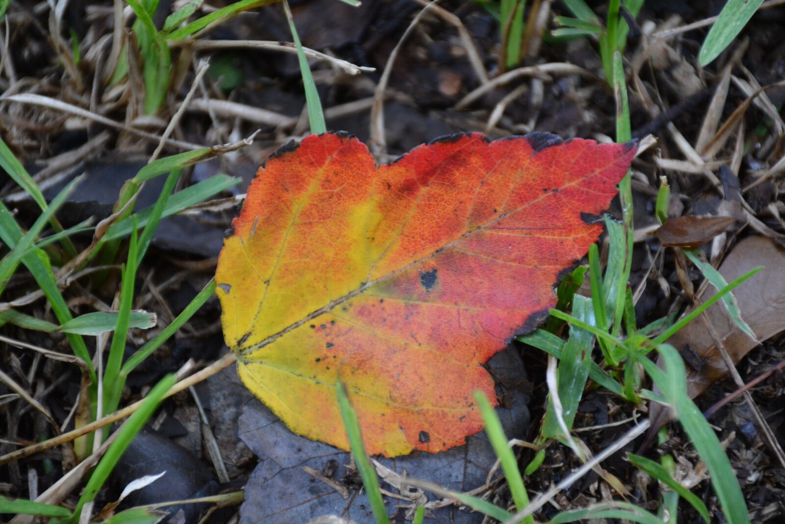Nikon D7100 sample photo. Fall leaf, fall, autumn photography