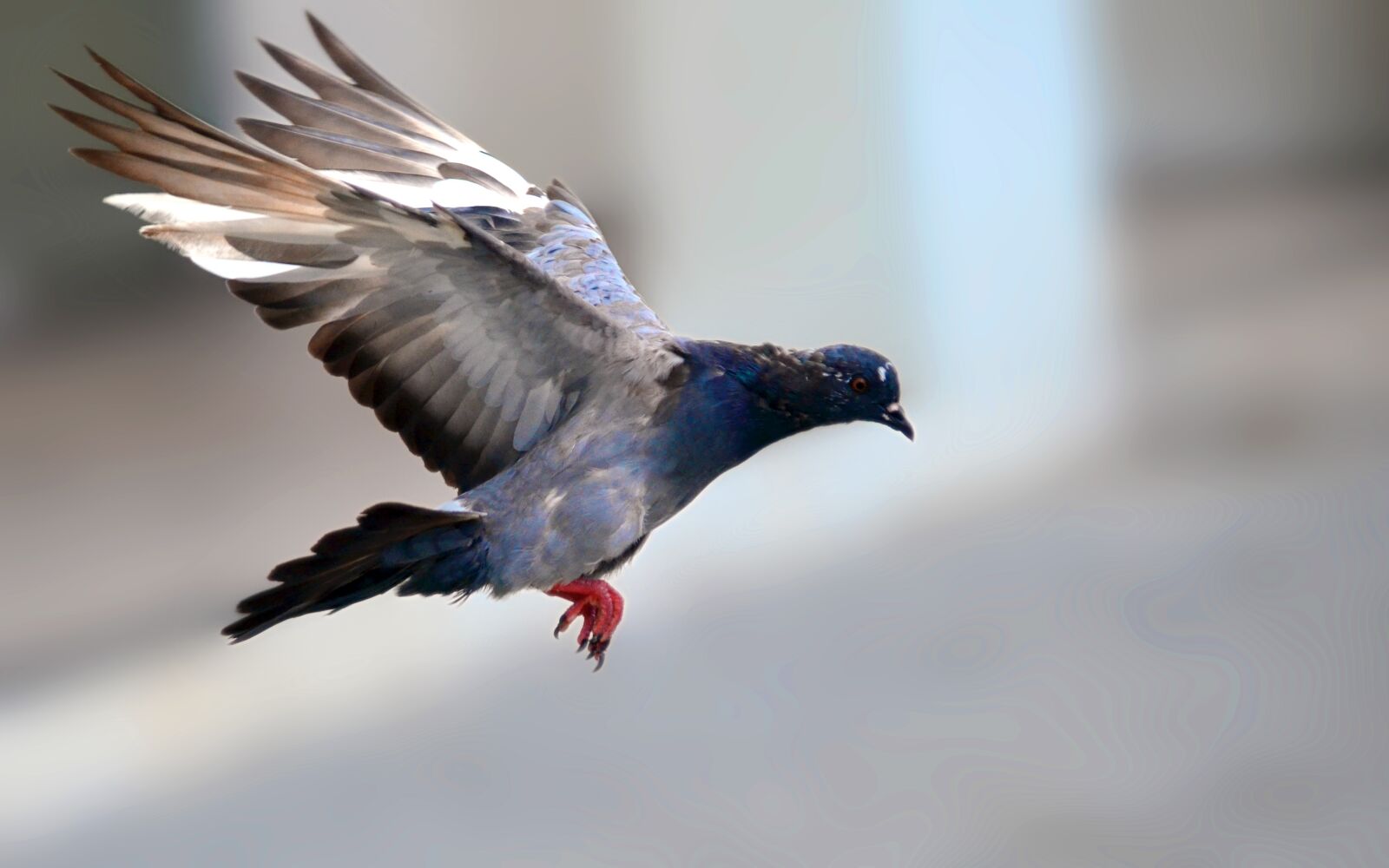 Nikon D7000 sample photo. Pigeon, bird, flying photography