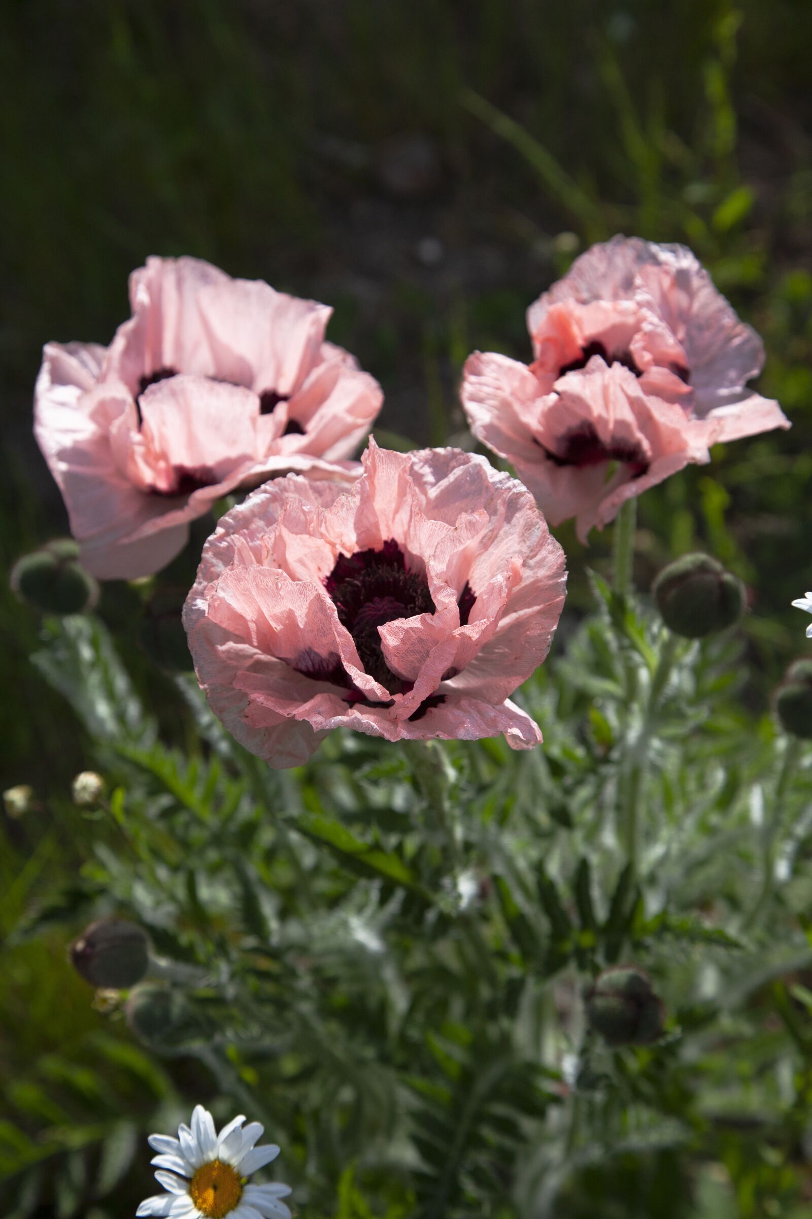 Canon EOS 5D Mark II sample photo. Pink, poppy, flower photography