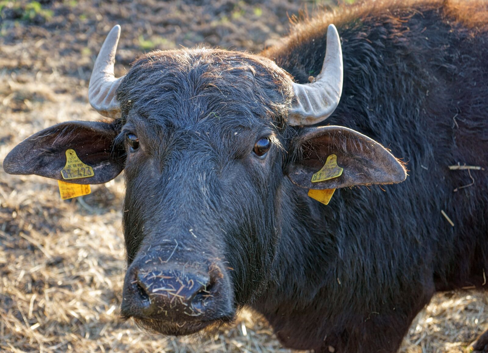 Sony a7 II + Sony FE 28-70mm F3.5-5.6 OSS sample photo. Bull, ear tag, beef photography