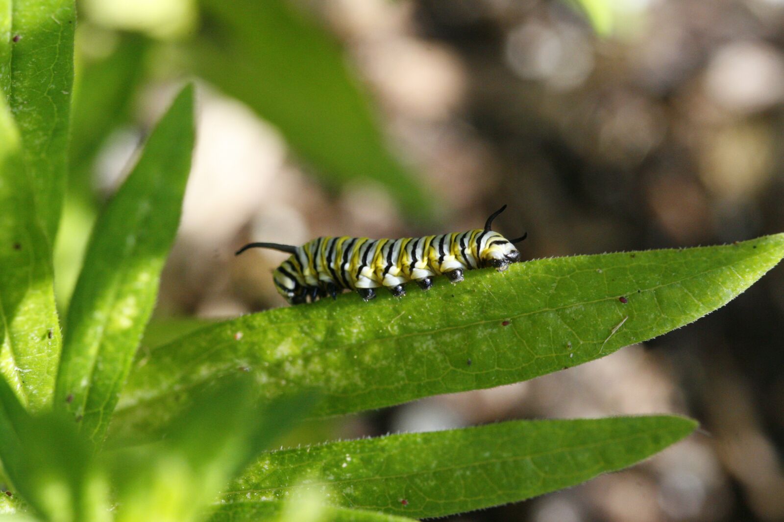 Canon EOS 30D sample photo. Monarch caterpillar, monarch, caterpillar photography
