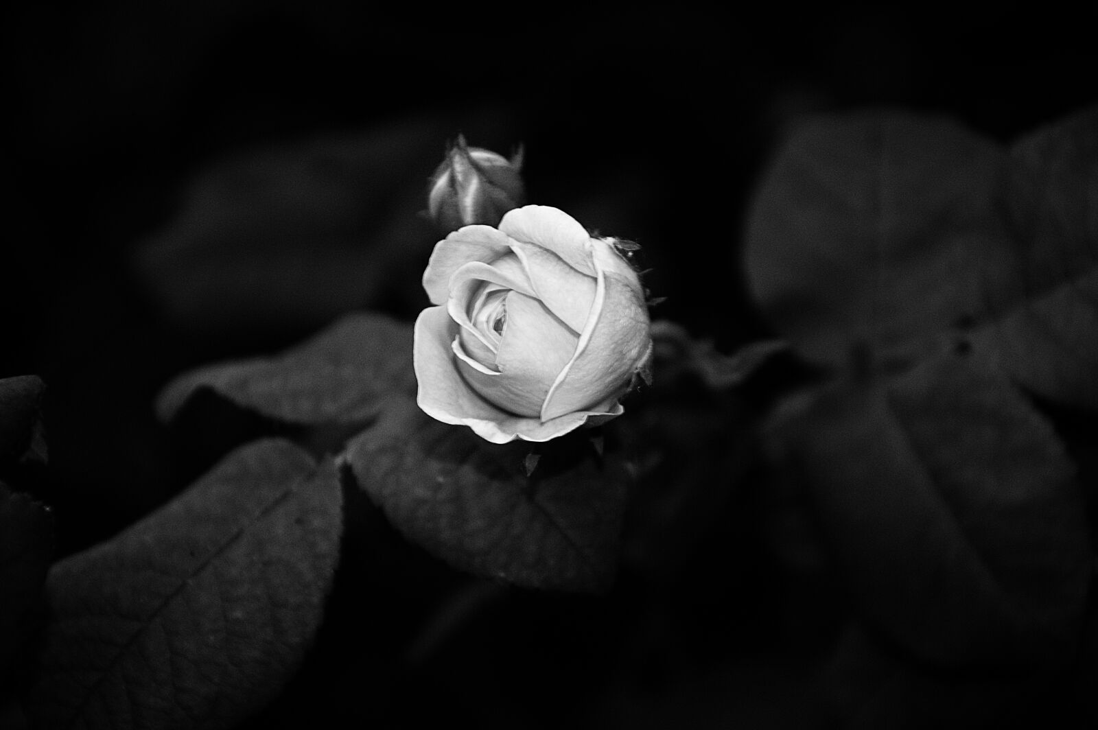 Nikon D3200 sample photo. Bud, rose, macro photography