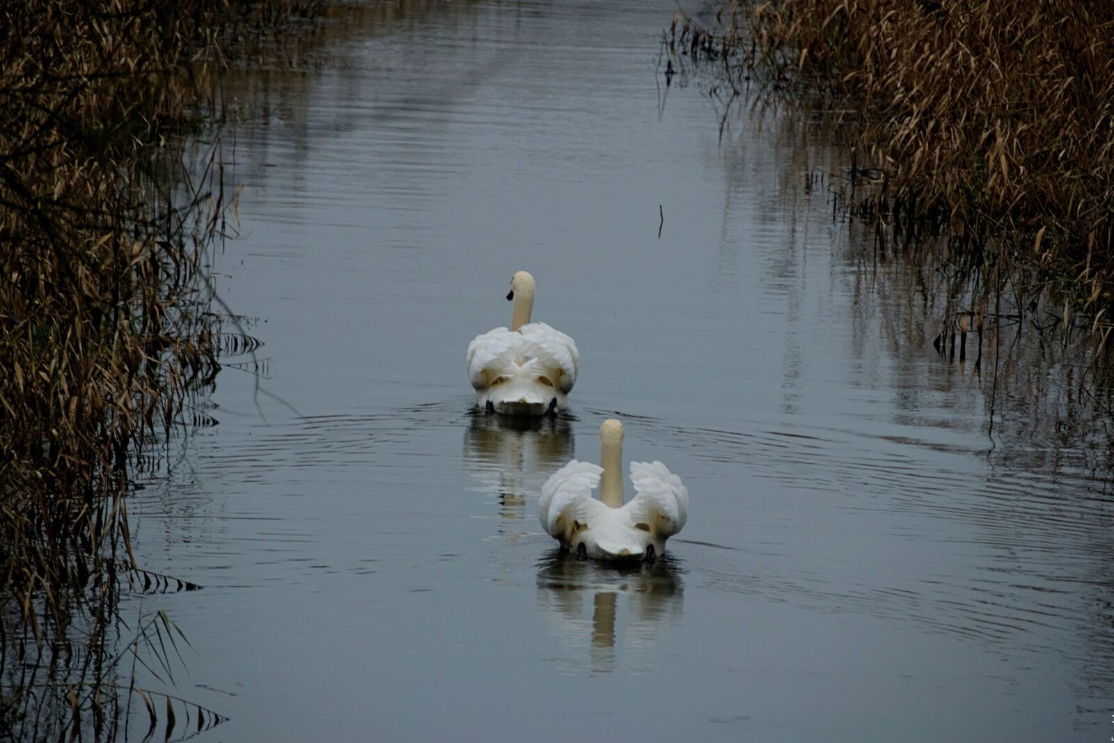 Nikon D3300 sample photo. Swan, bird, wild birds photography