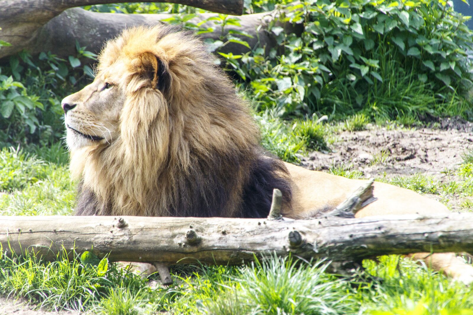 Canon EOS 700D (EOS Rebel T5i / EOS Kiss X7i) sample photo. Animals, lion, zoo photography
