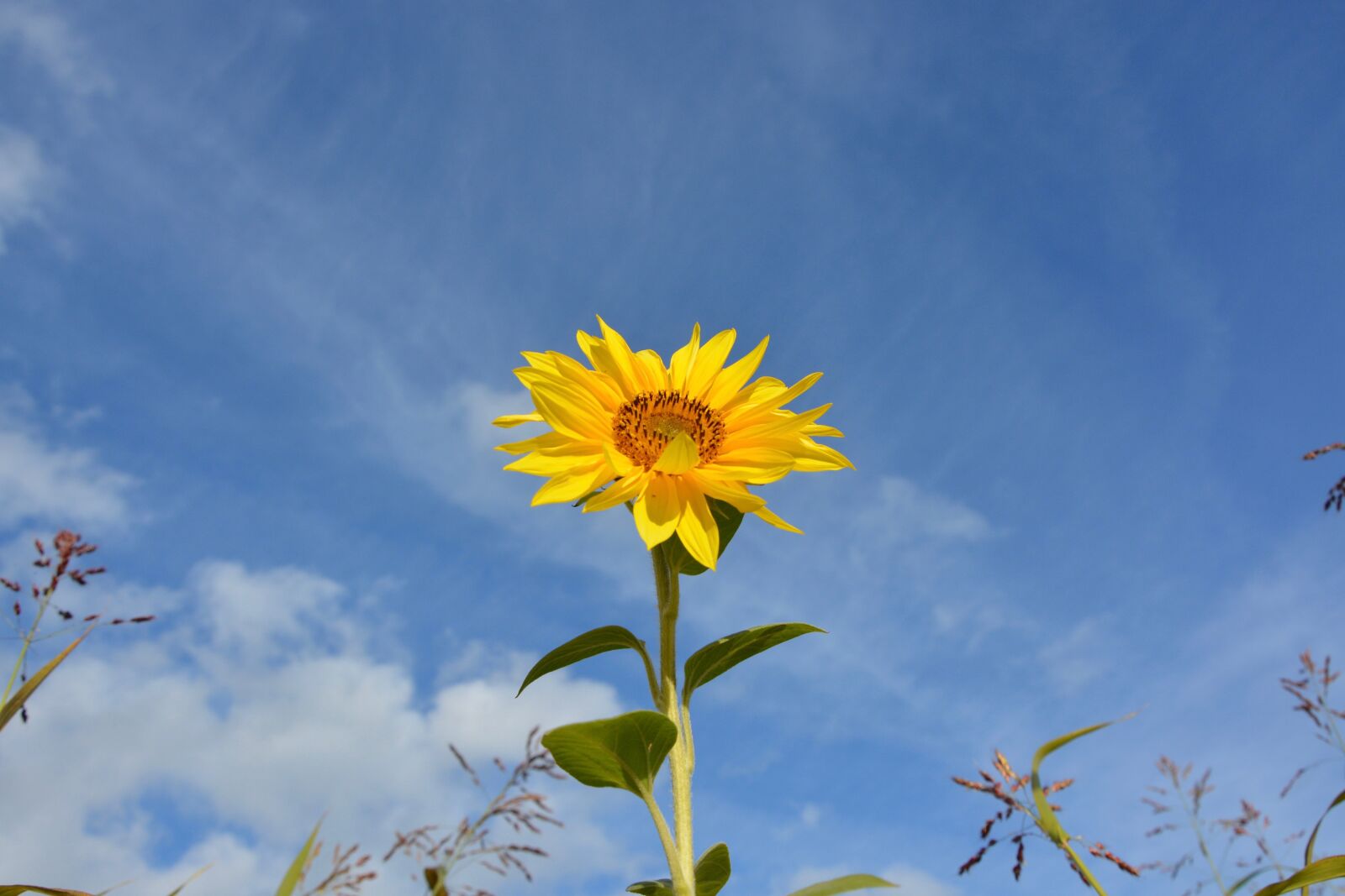 Nikon D5200 sample photo. Flower, sunflower, plant photography