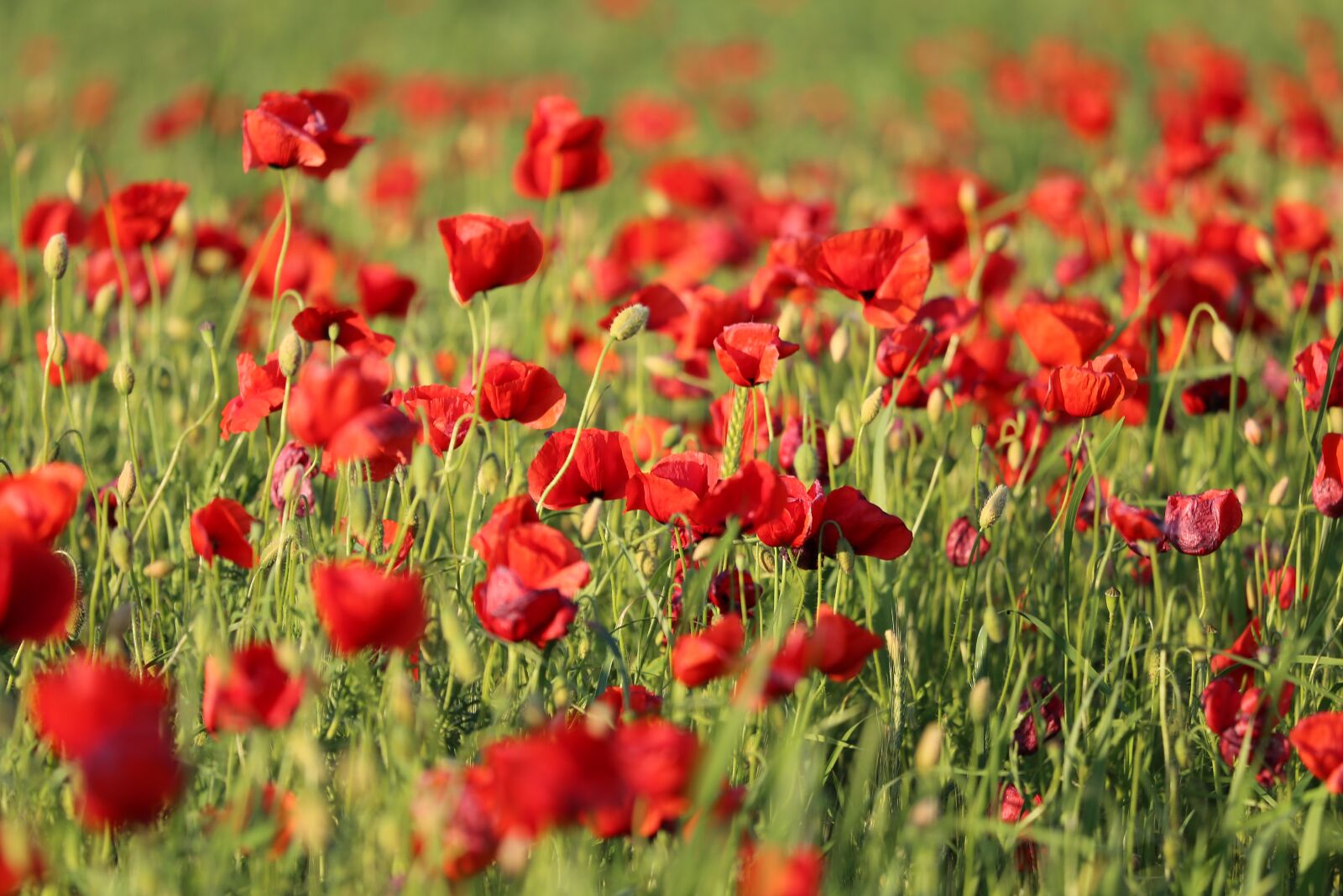 Canon EF 70-300 F4-5.6 IS II USM sample photo. Red poppys, evening, bloom photography