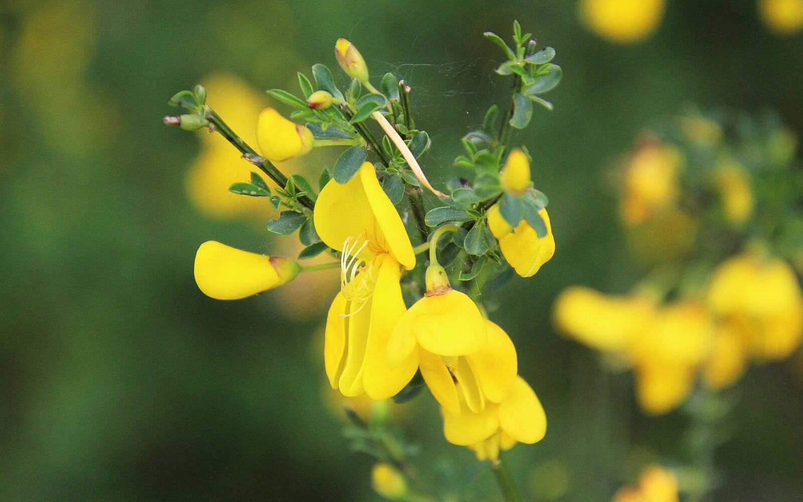 Canon EOS 700D (EOS Rebel T5i / EOS Kiss X7i) sample photo. Broom, blossom, bloom photography