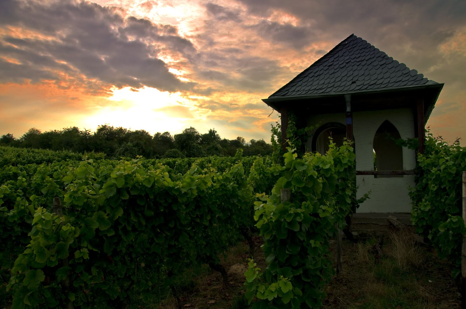 Nikon D5100 sample photo. Vineyard, palatinate, cottage photography