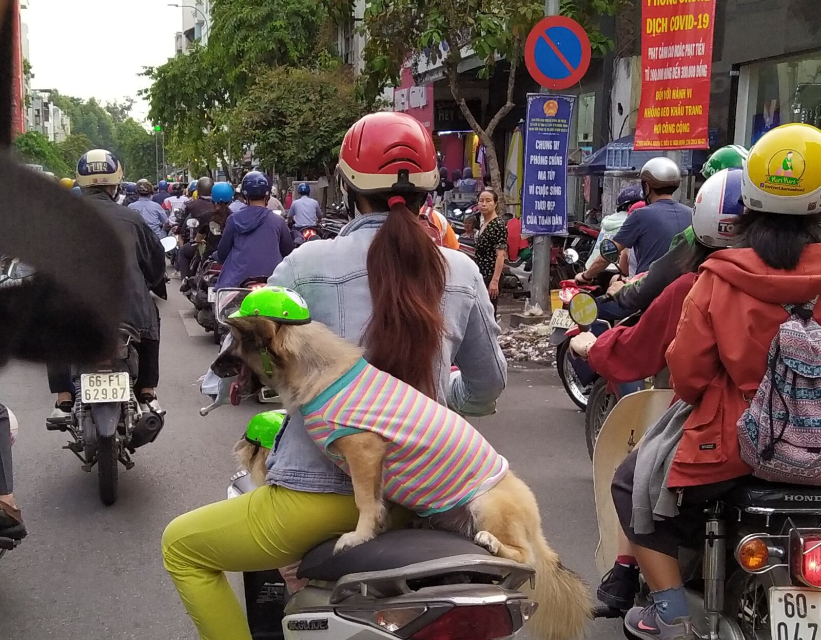 HMD Global Nokia 7.2 sample photo. Dog, vietnam, street photography