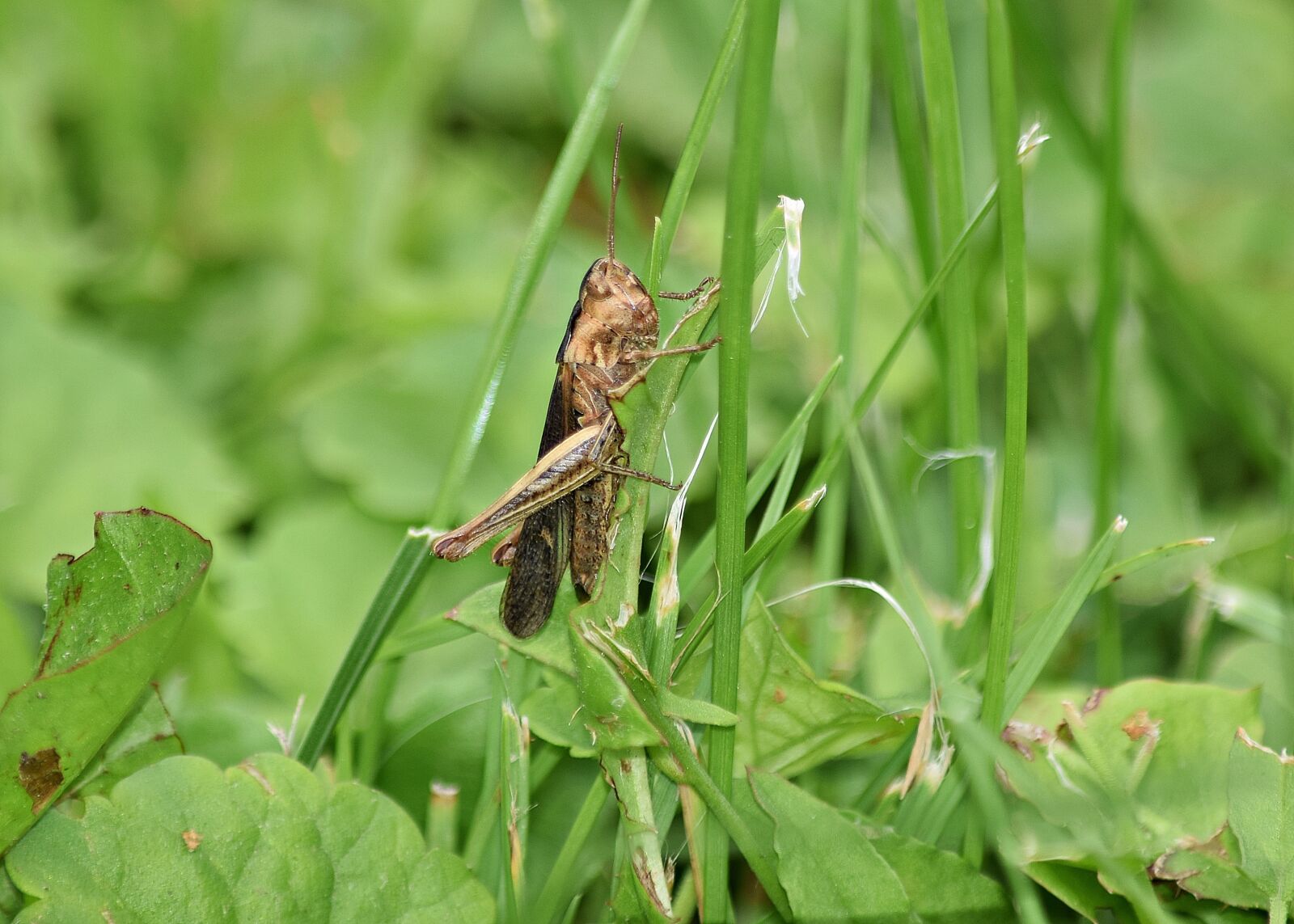 Nikon D5300 sample photo. Grasshopper, grass, konik photography