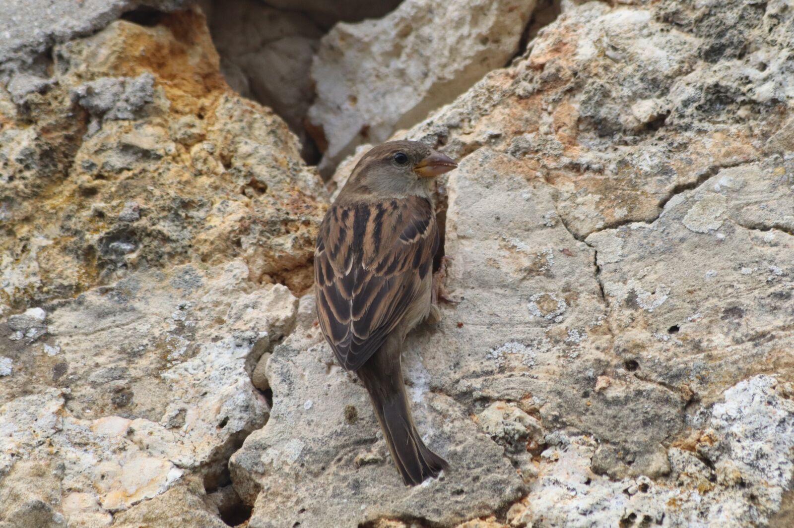 Canon EOS 250D (EOS Rebel SL3 / EOS Kiss X10 / EOS 200D II) sample photo. Sparrow, wall, bird photography