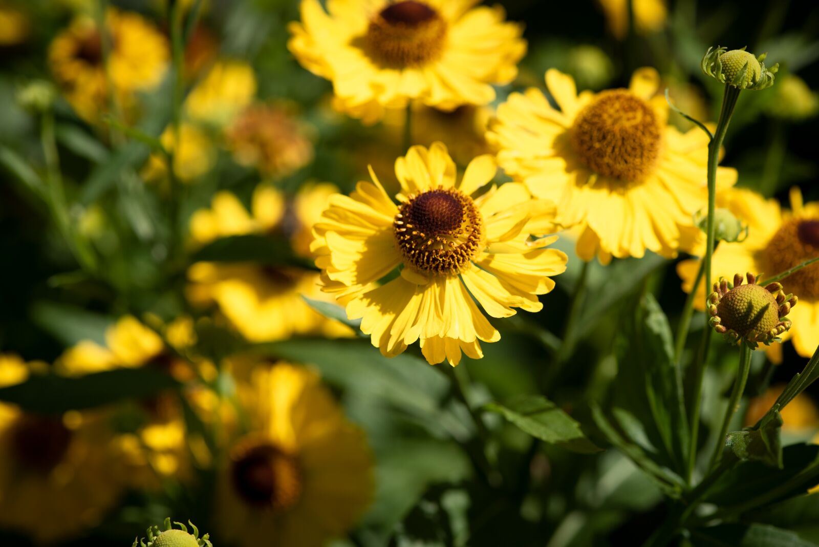 Nikon D750 sample photo. Common sneezeweed, flowers, yellow photography