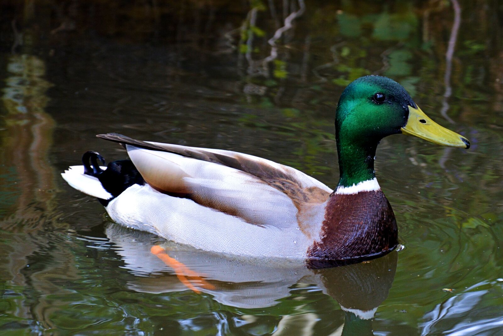 Nikon D3200 sample photo. Duck, mallard, drake photography