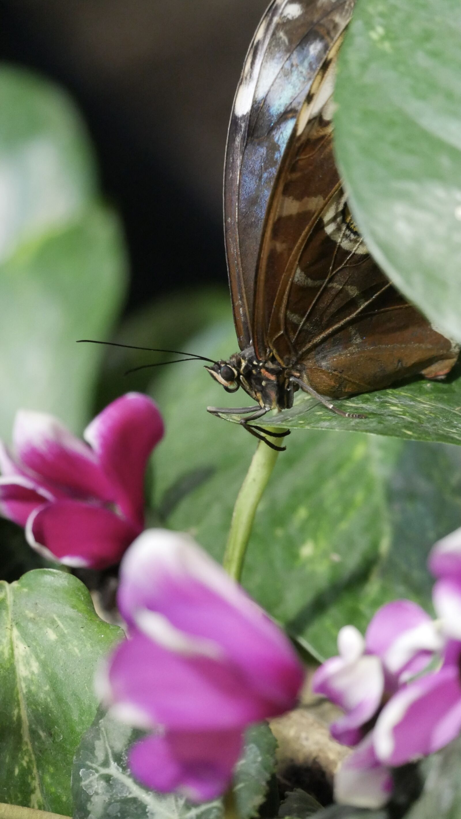 Panasonic Lumix G Vario 45-150mm F4-5.6 ASPH Mega OIS sample photo