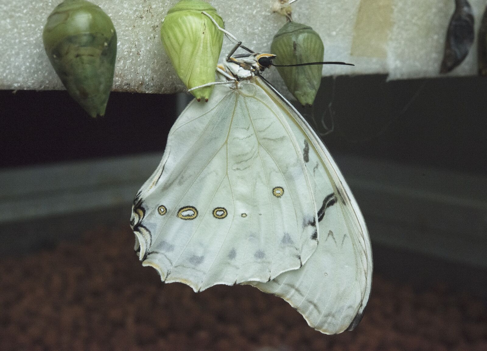 Nikon D800 sample photo. Butterfly, nature, flora photography