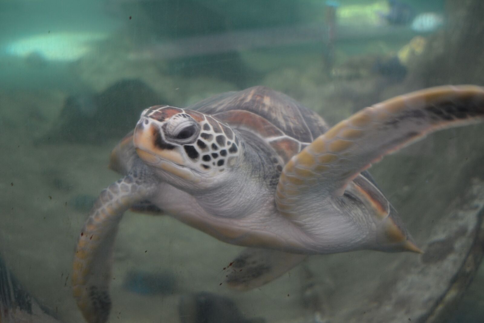 Nikon D5200 sample photo. Turtle, aquarium, oceanographic museum photography