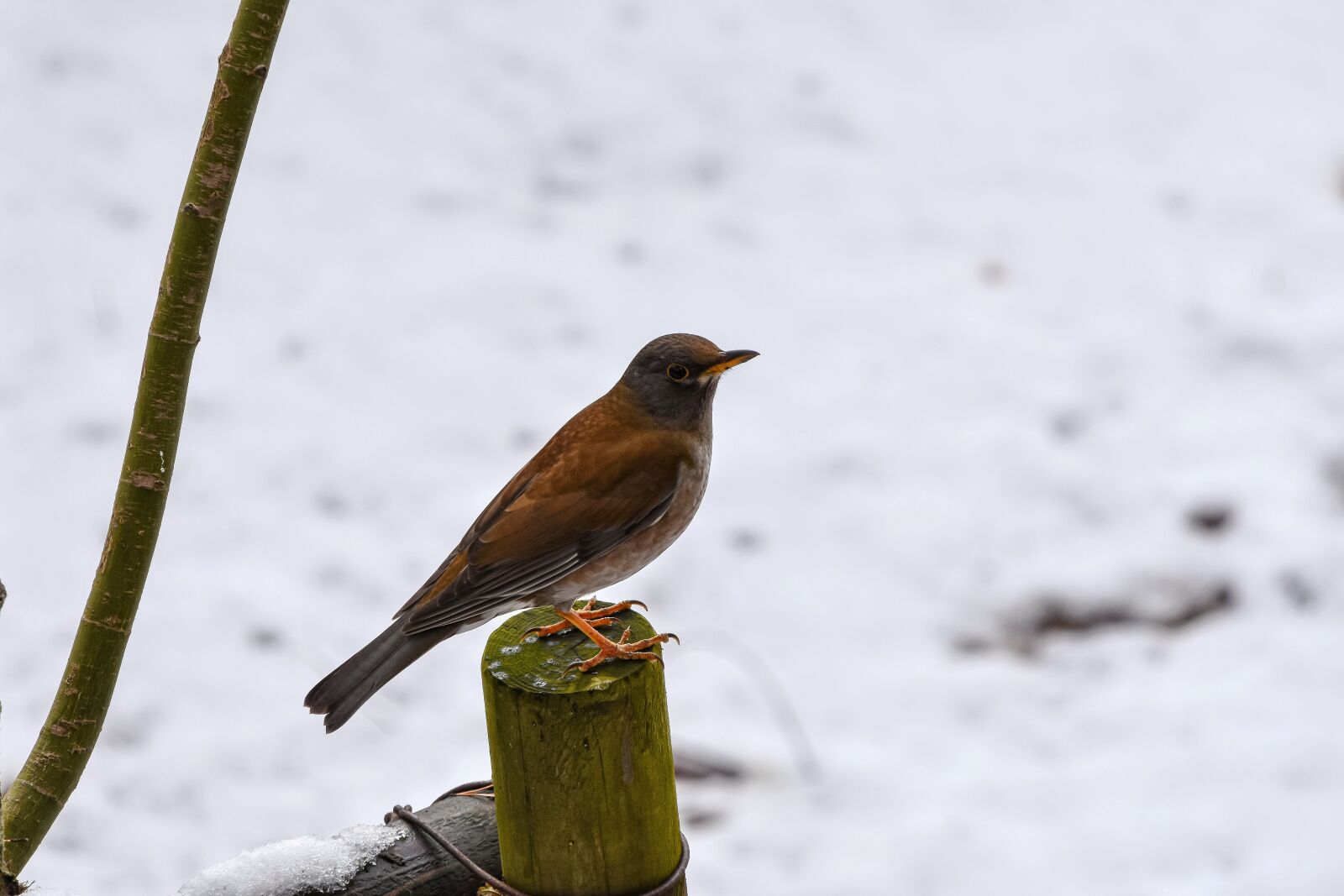 Nikon D7200 sample photo. Animal, forest, wood photography