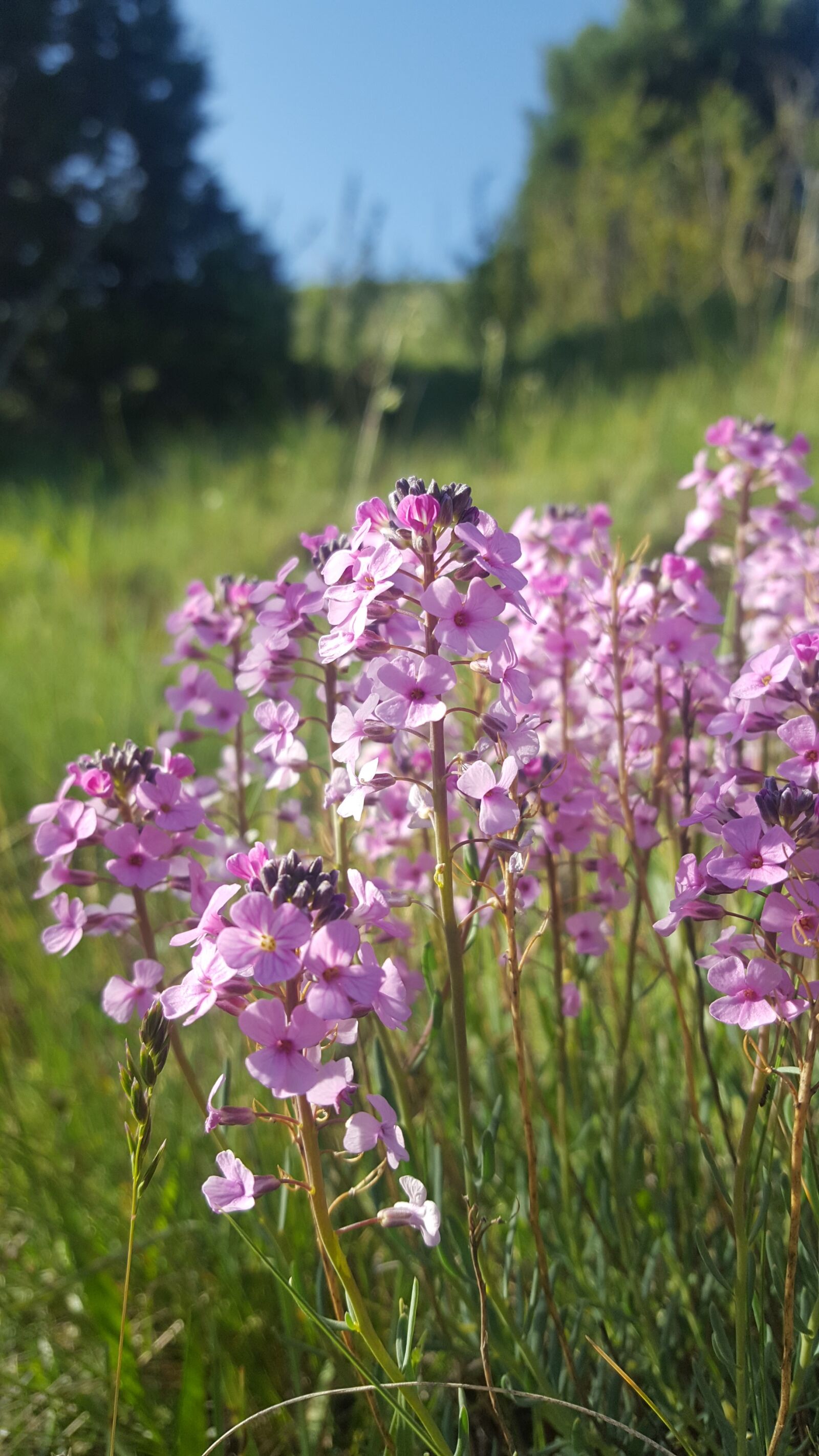 Samsung Galaxy S6 sample photo. Flower, open air, forest photography